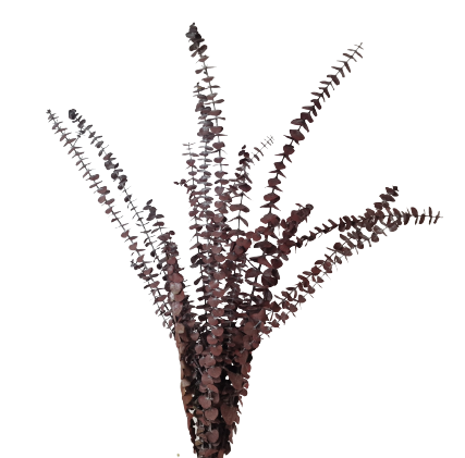Preserved Baby Eucalyptus - Red-0
