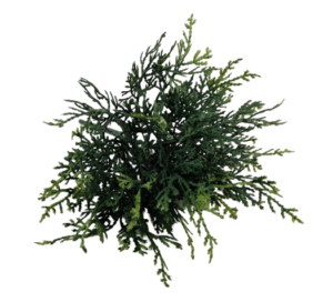 Cushion Bush - Green (25cm Long)-0