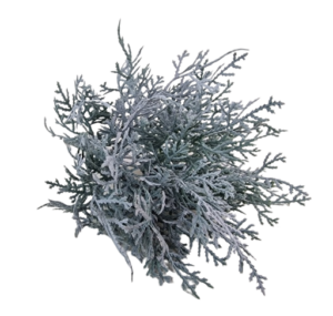 Cushion Bush - Grey (25cm Long)-0