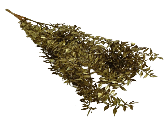 Ruscus x 5 Stems Gold-0