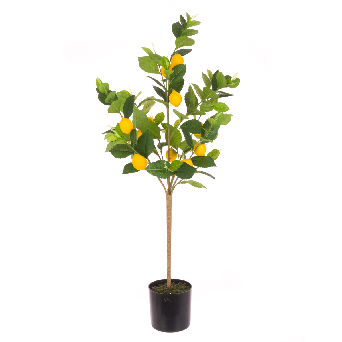 Lemon Tree In Pot 92cm-0