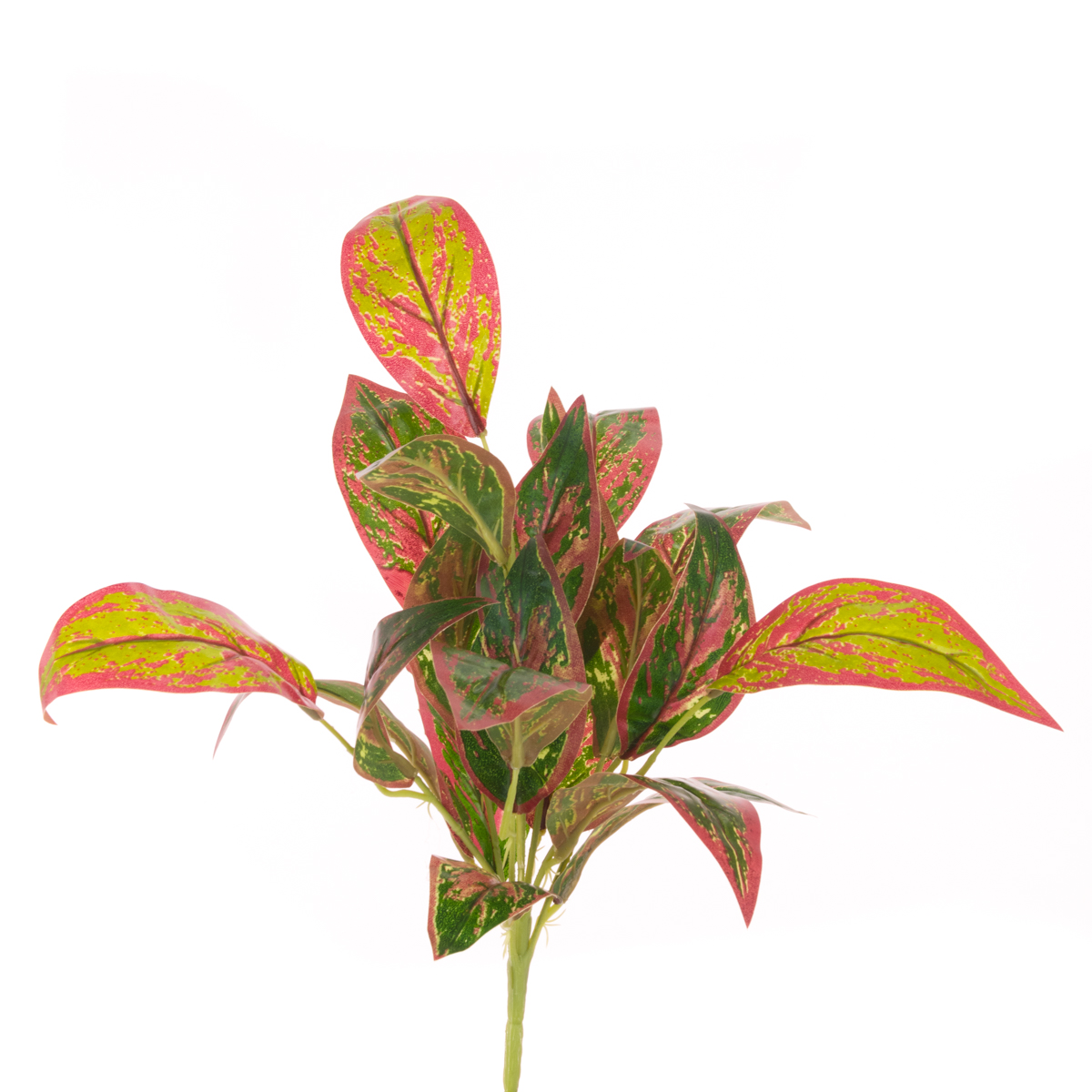 Dieffenbachia Bush x21 Lvs 47cm Green/Red-0
