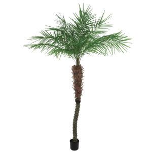 Pheonix Palm Pottd 1095L 240cm-0