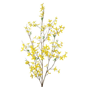Forsythia Large Yellow 120cm-0