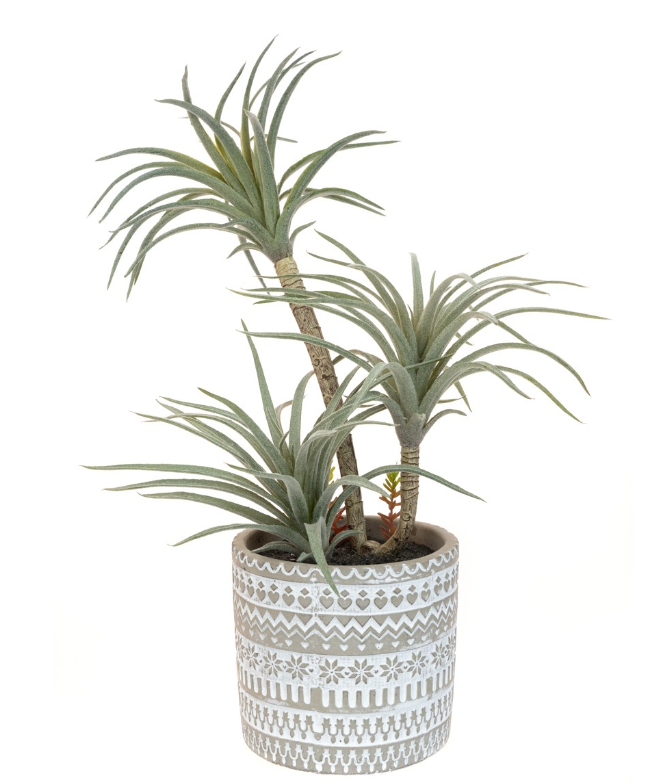 Airplant In Patterned Pot-0