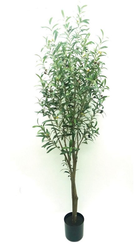 Potted Olive Tree - Natural 180cm