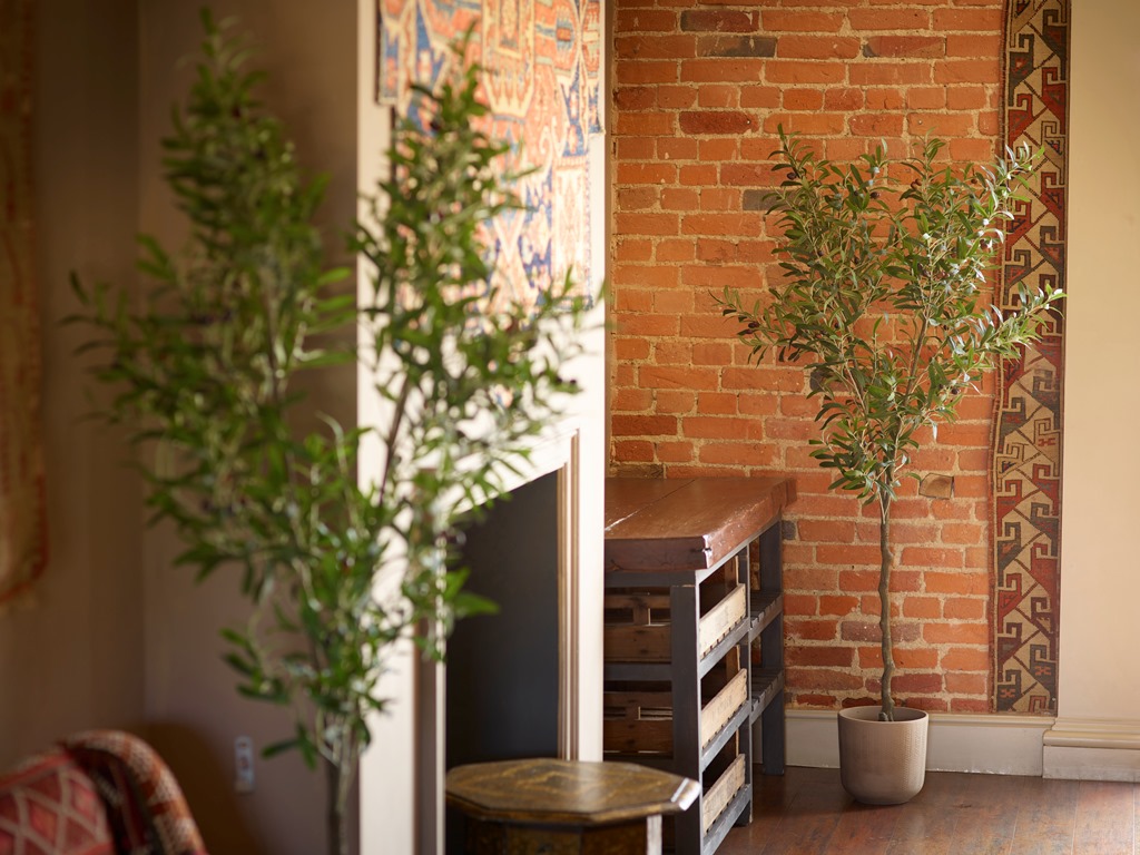 Potted Olive Tree - Natural 180cm-26323