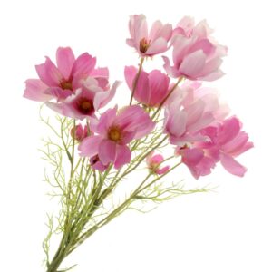 Coreopsis Bundle - Purple/Pink (3 stems, 62cm long)-0