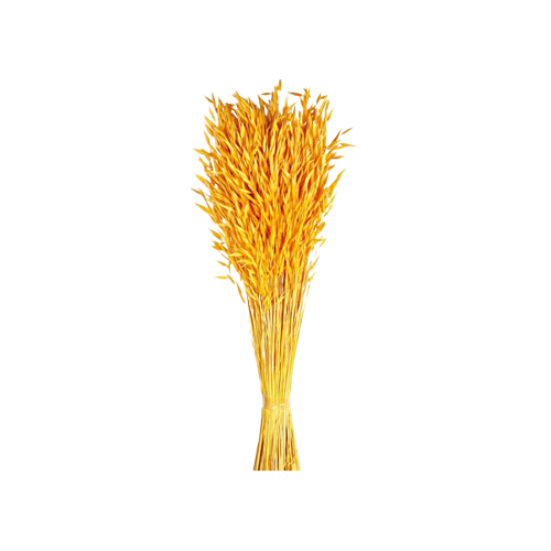 Avena Sativa (Oats) Yellow x 200g-0