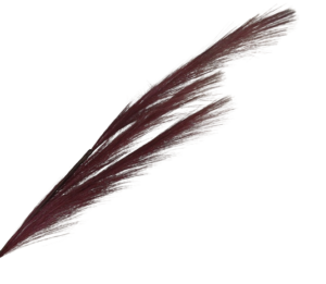 82cm Pampas Grass (Artificial) Spray Burgundy-0