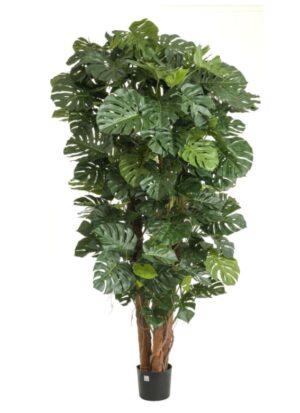 230cm Split Philo Plant-0