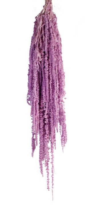 Preserved Amaranthus - Lilac-0