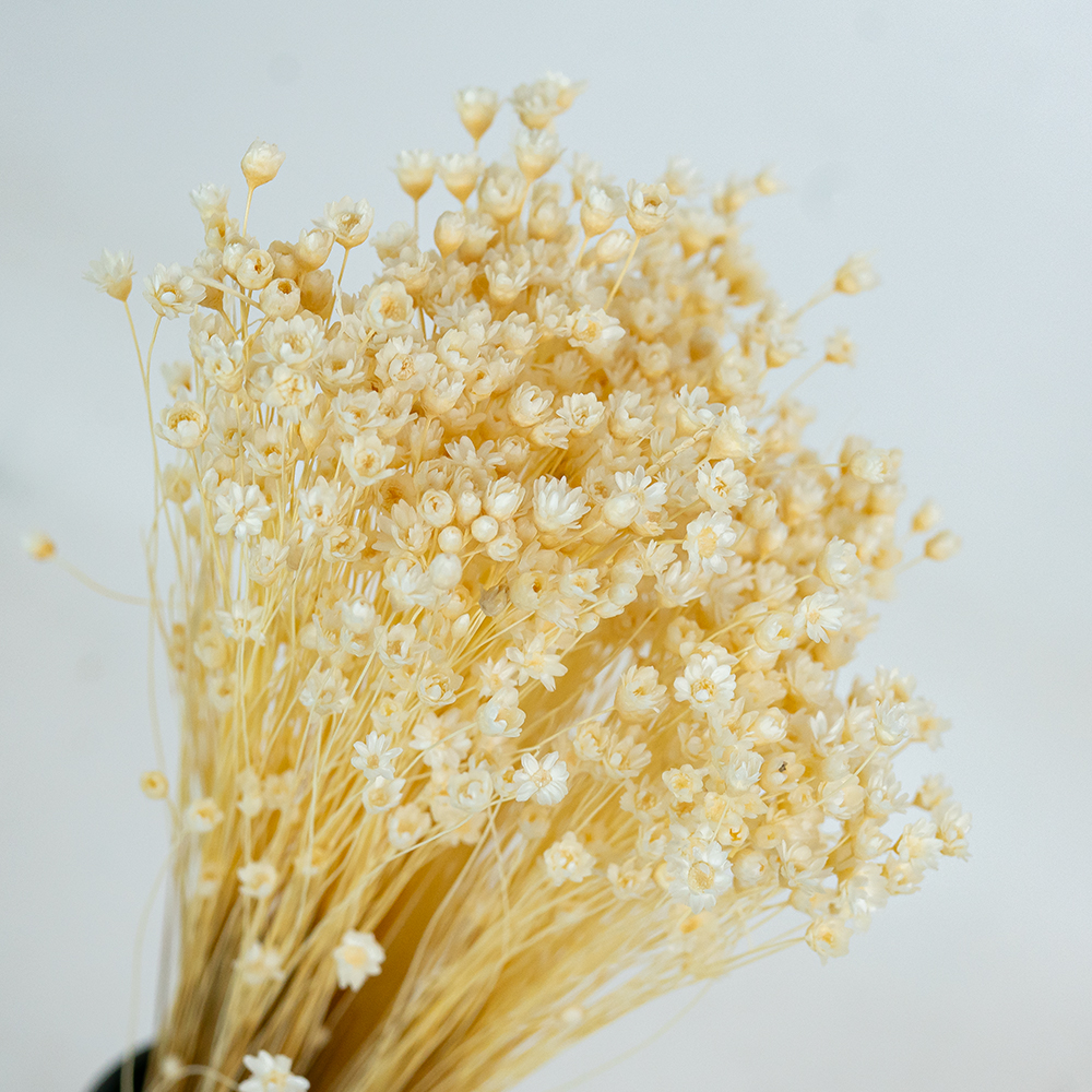 Glixia Bunch App 50cm White-24845