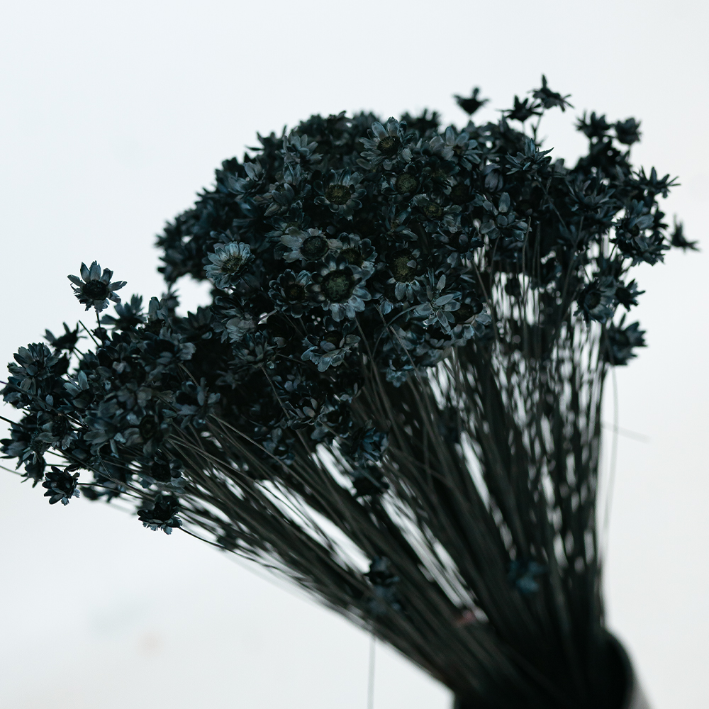Glixia Bunch App 50cm Black-24840