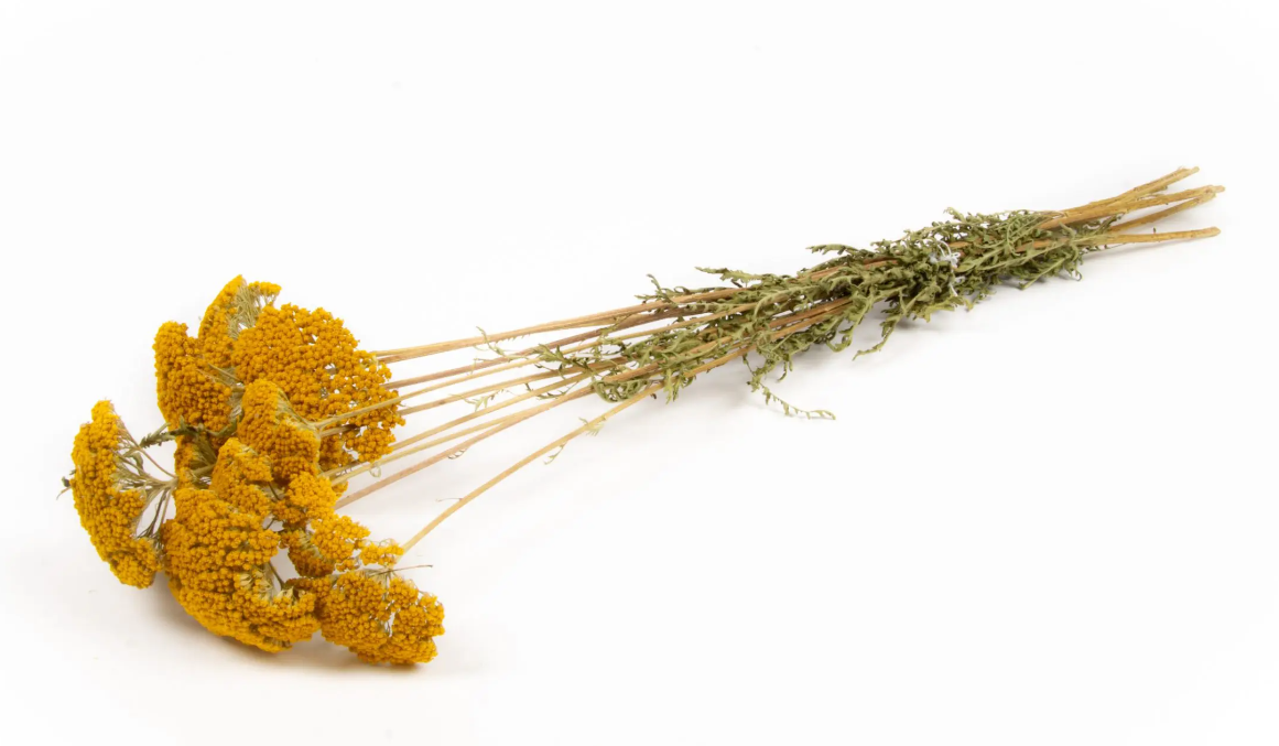 Achillea Gold Plate Bunch-0
