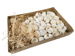 Broken Hen Shells White-0