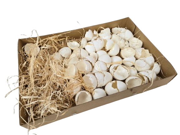Broken Hen Shells White-0