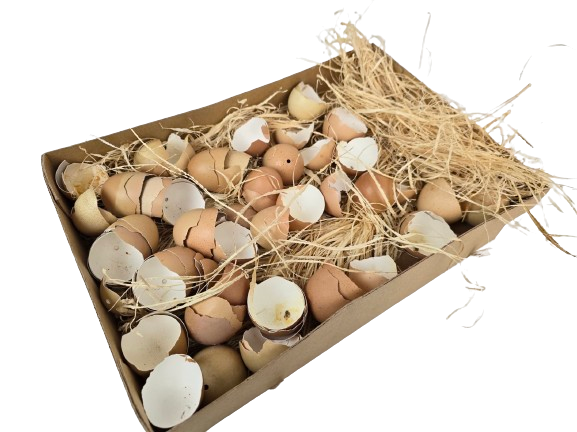 Broken Hen Shells Brown-0