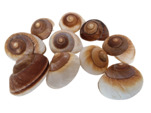 Shells - Landsnail Insomada X 10 pcs-0
