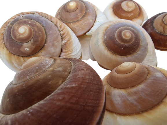 Shells - Landsnail Insomada X 10 pcs-25463