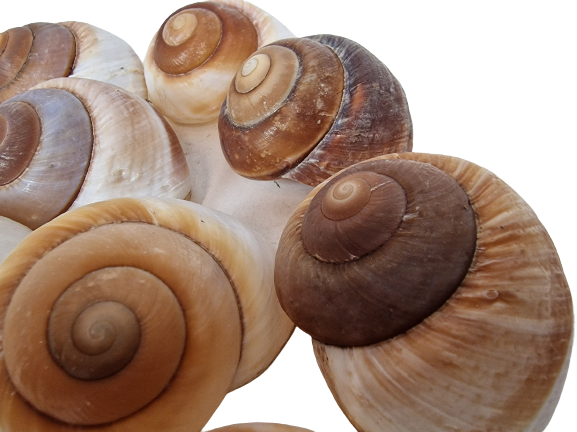 Shells - Landsnail Insomada X 10 pcs-25464