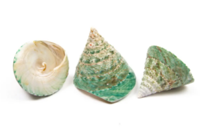Shells - Tronca Female Natural Polished x 10pcs-0