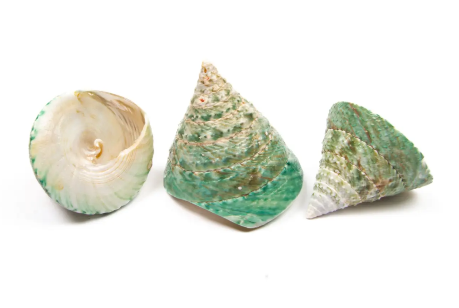 Shells - Tronca Female Natural Polished x 10pcs-0