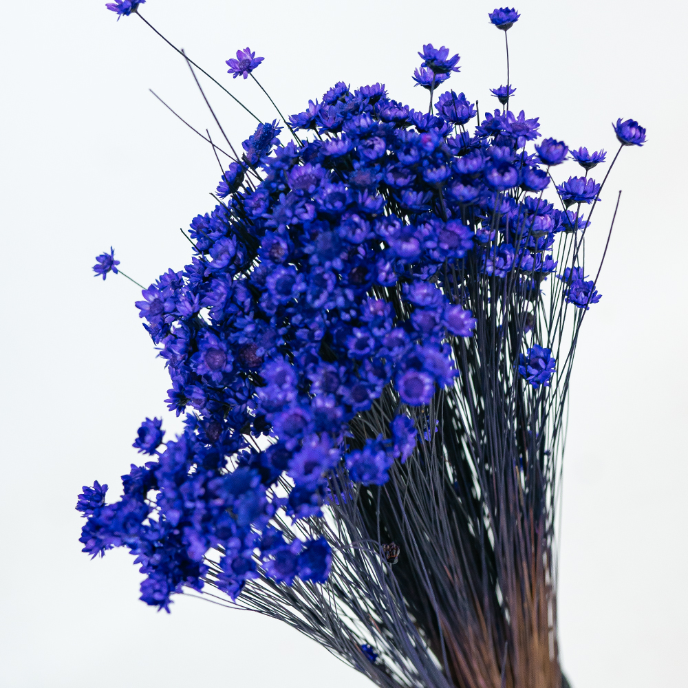 Glixia Bunch App 50cm Purple-24842