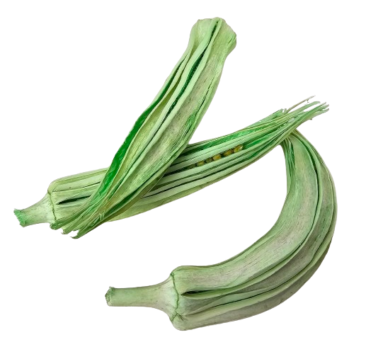 Okra Loose x 20 Mint Green-0