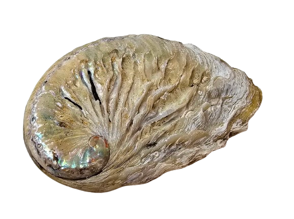 Shells - Abelone Small x 1 Kg-0