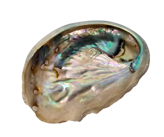 Shells - Abelone Small x 1 Kg-26315