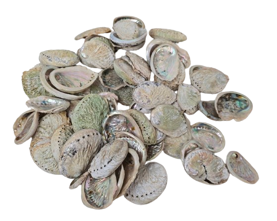 Shells - Abelone Small x 1 Kg-26316