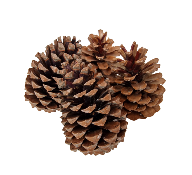 Maritima Cones 12 - 14cm x 10 Pieces-0