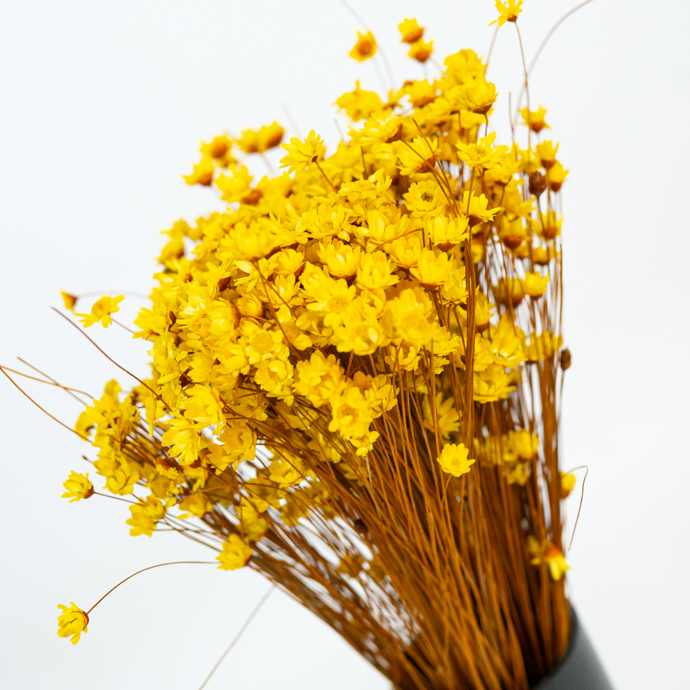 Glixia Bunch App 50cm Yellow-24847