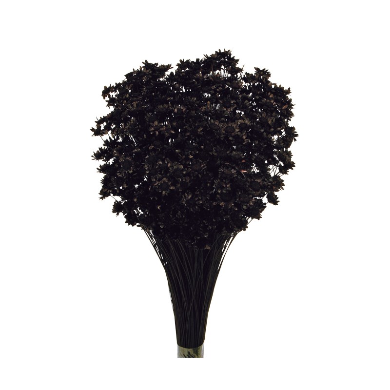 Glixia Bunch App 50cm Black-0