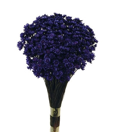 Glixia Bunch App 50cm Purple-0