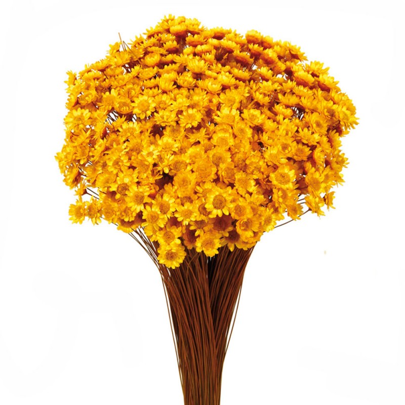 Glixia Bunch App 50cm Yellow-0
