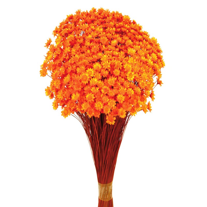 Glixia Bunch App 50cm Orange-0