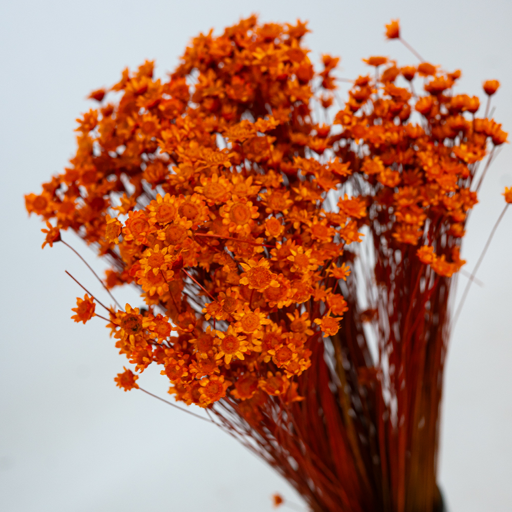 Glixia Bunch App 50cm Orange-24851