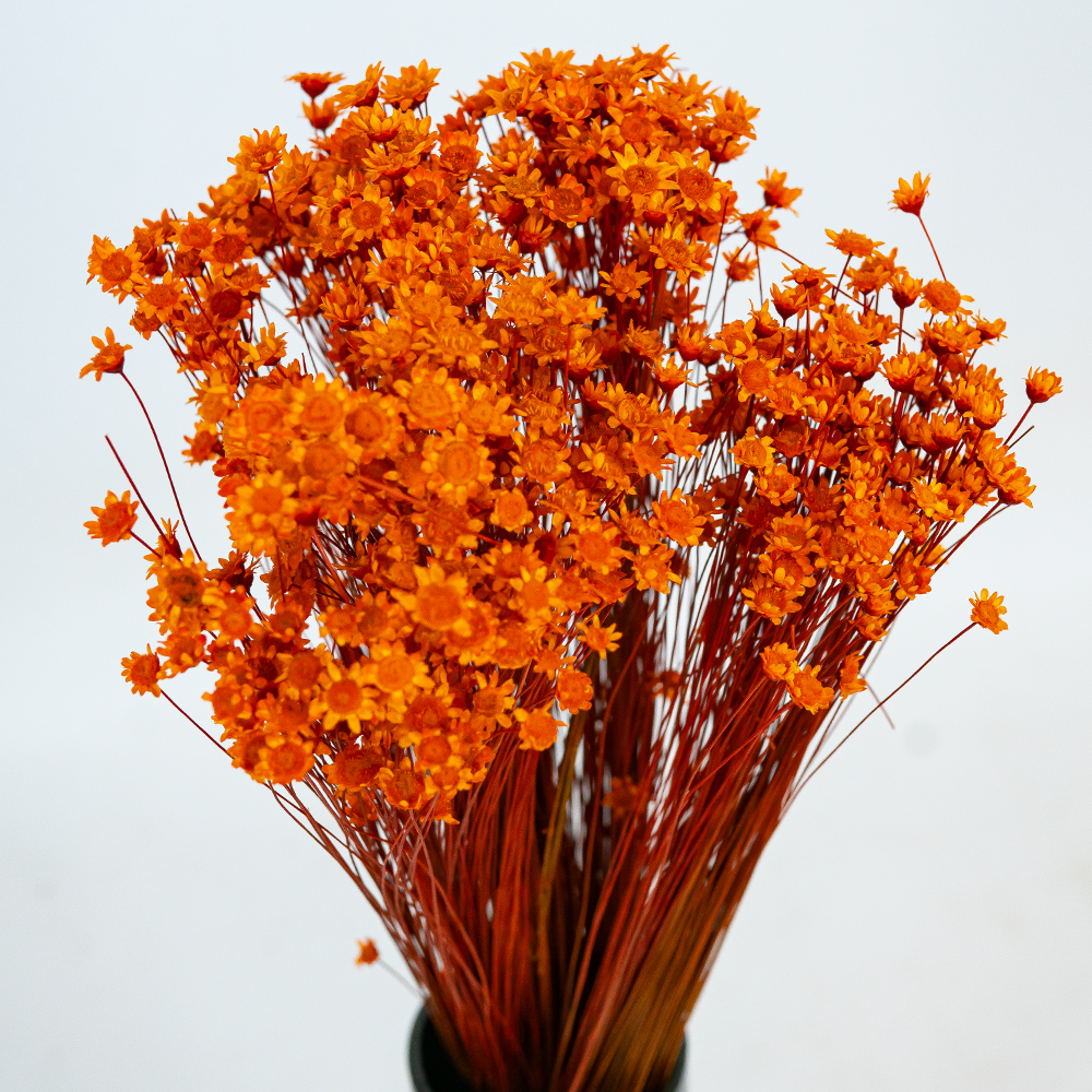 Glixia Bunch App 50cm Orange-24852