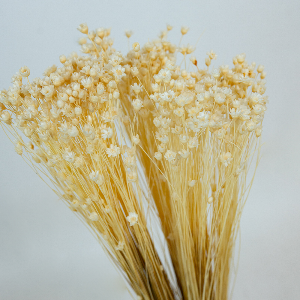 Glixia Bunch App 50cm White-24844