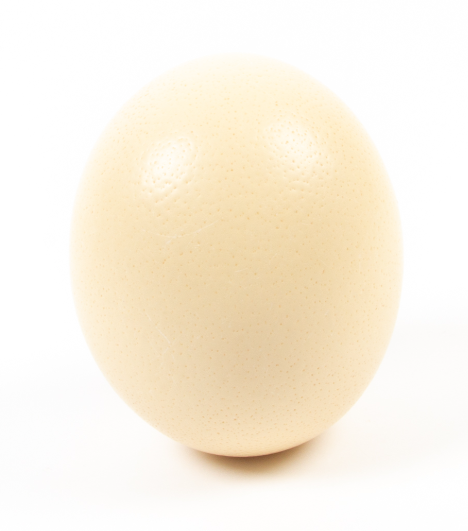 Blown Ostrich Egg X 1-0