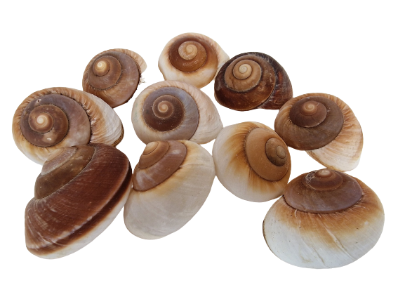 Shells - Landsnail Insomada X 10 pcs-0