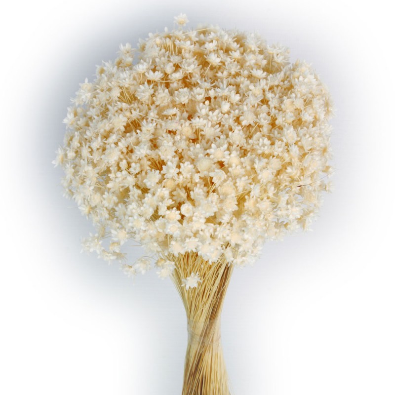Glixia Bunch App 50cm White