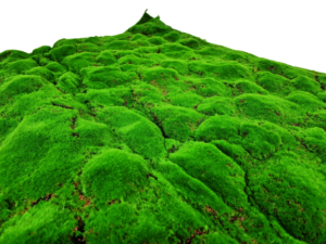 100cm Artificial Moss Tile - Green (100cm x 100cm)-0