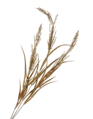 Artificial Wheat Spray - Brown (78cm long, 3 heads)-0