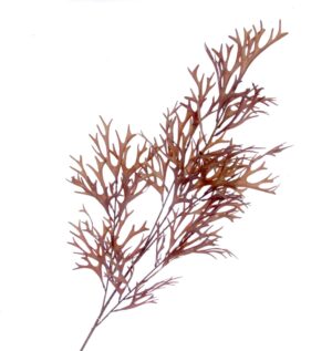 Staghorn Spray - Brown (105cm long)-0