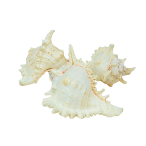 Shells - Elephant Multi App 6" x 3pcs-0
