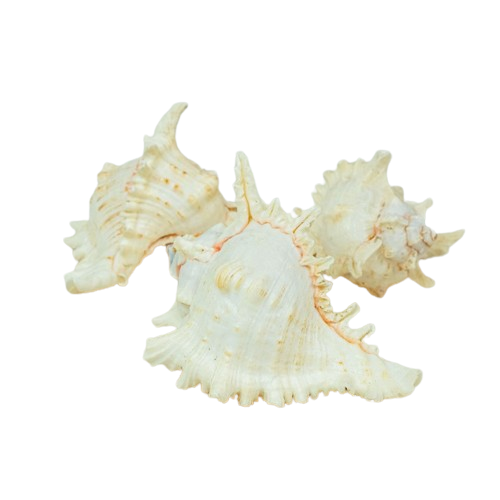 Shells - Elephant Multi App 6" x 3pcs-0