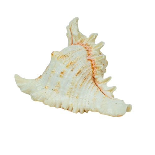 Shells - Elephant Multi App 6" x 3pcs-25799
